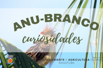 CURIOSIDADES: ANU BRANCO (Guira guira)