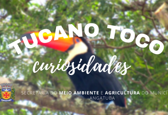 CURIOSIDADES SOBRE O TUCANO-TOCO (Ramphastos toco)